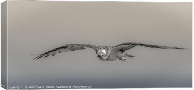 Gaze of the Osprey Canvas Print by Pete Evans