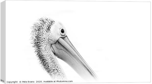 Pelican in White Canvas Print by Pete Evans