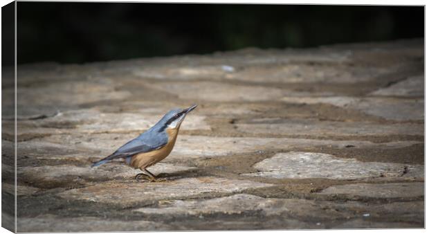 Nuthatch at Plitvice Lakes Canvas Print by Pete Evans