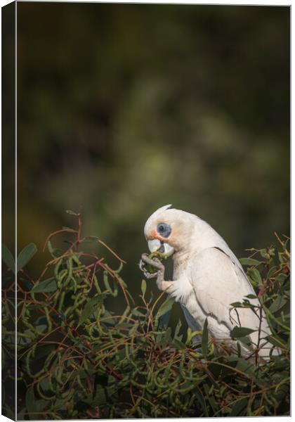 Little Corella Canvas Print by Pete Evans