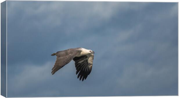 White Bellied Sea-eagle Canvas Print by Pete Evans