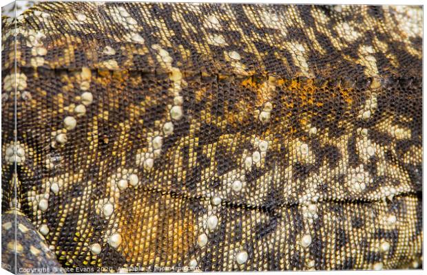 Water Dragon Texture Canvas Print by Pete Evans