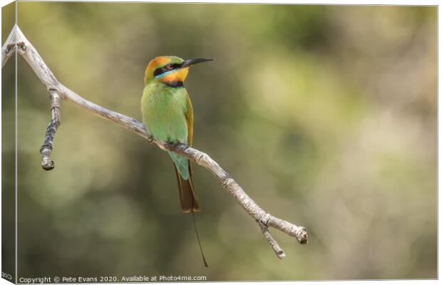 Rainbow Bee-eater Canvas Print by Pete Evans