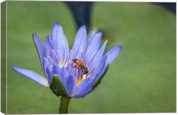 The Lily and the Bee Canvas Print by Pete Evans