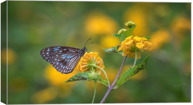 Blue Tiger Butterfly Canvas Print by Pete Evans