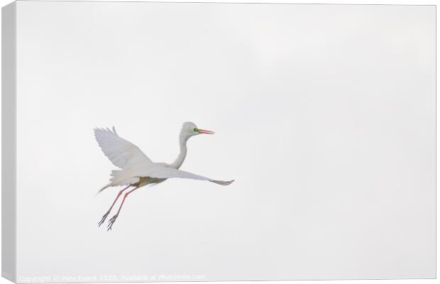 White on White Canvas Print by Pete Evans