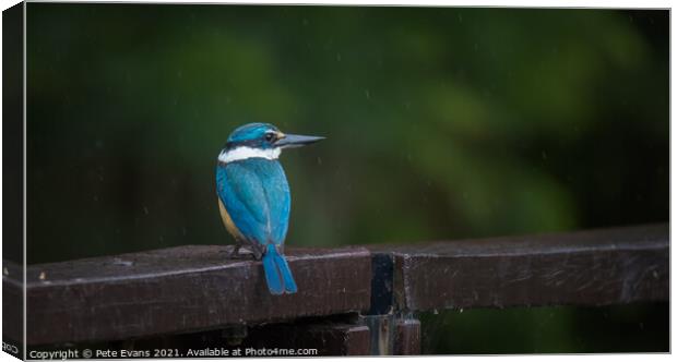 Kingfisher in the Rain Canvas Print by Pete Evans