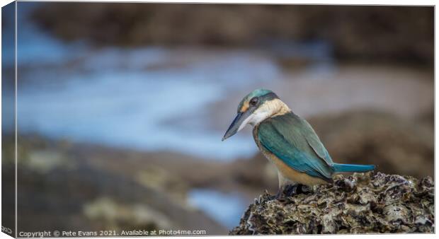 The Sacred Kingfisher Canvas Print by Pete Evans