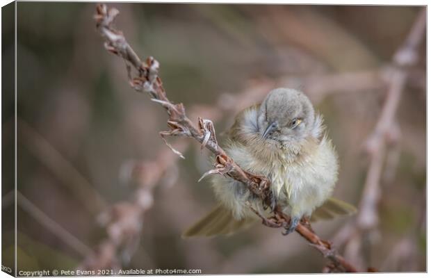 All fluffed up Canvas Print by Pete Evans