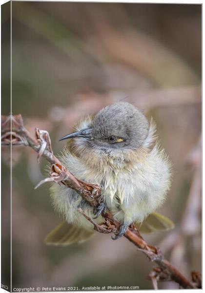 Cute Young Bird Canvas Print by Pete Evans