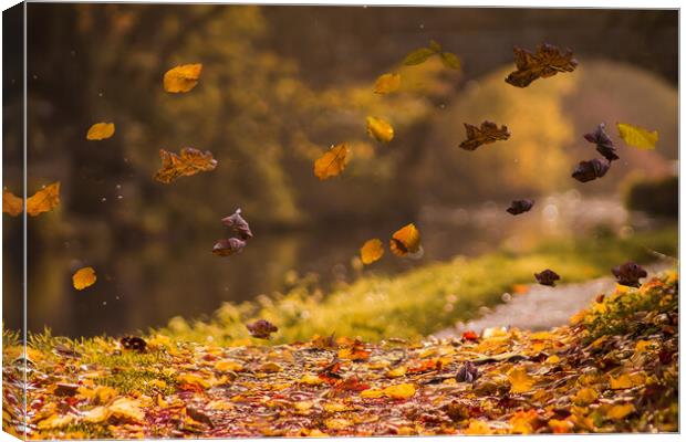 Falling Leaves Canvas Print by Judith Oatley