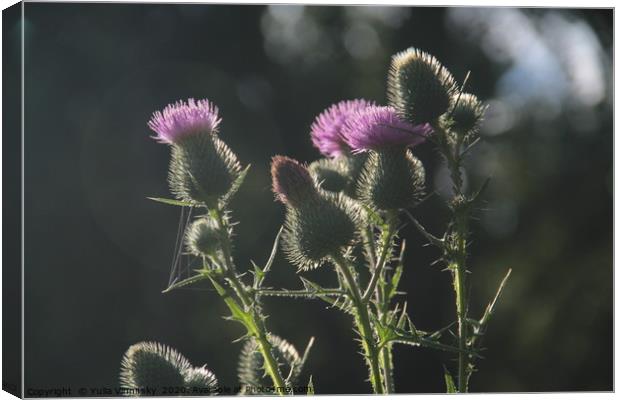 The prickly beauty Canvas Print by Yulia Vinnitsky