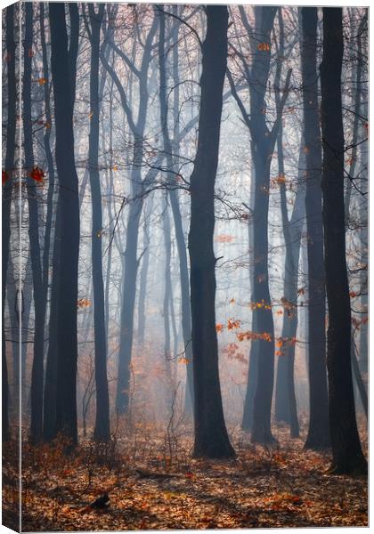 Foggy day in a oak forest Canvas Print by Arpad Radoczy