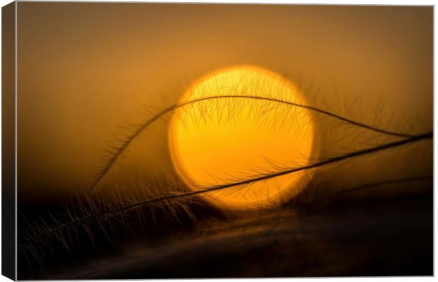 Stipa plant and sun Canvas Print by Arpad Radoczy