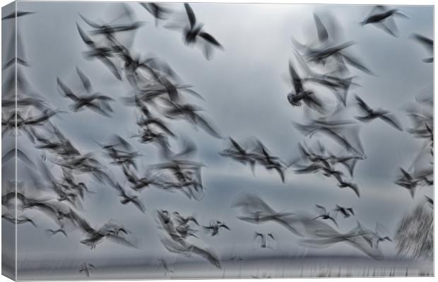 Abstract picture from a gruop seabirds Canvas Print by Arpad Radoczy