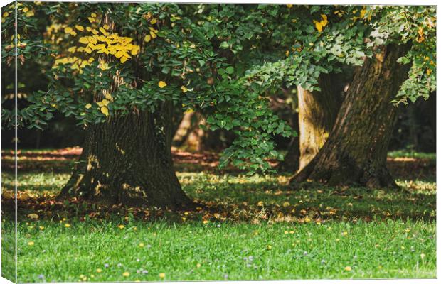 Big basswood trees Canvas Print by Arpad Radoczy