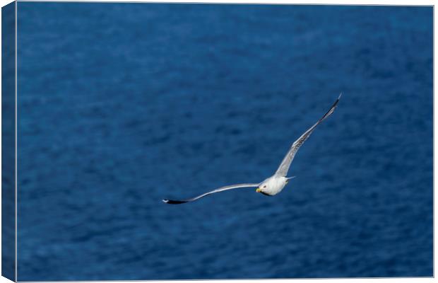 Young seagull flying over the lake Canvas Print by Arpad Radoczy