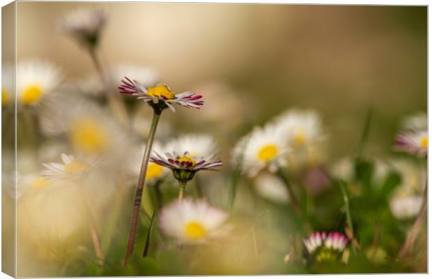 Sunset light on the field with daisy flower, Macro Canvas Print by Arpad Radoczy