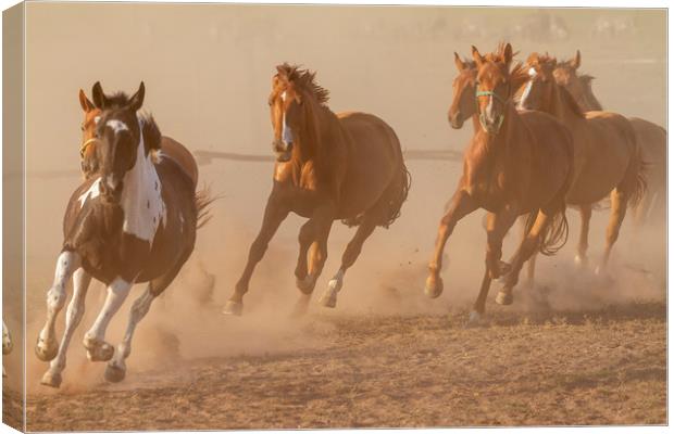 Nice herd gallops in the dust Canvas Print by Arpad Radoczy