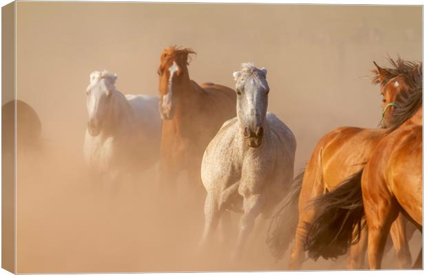 Nice herd gallops in the dust Canvas Print by Arpad Radoczy