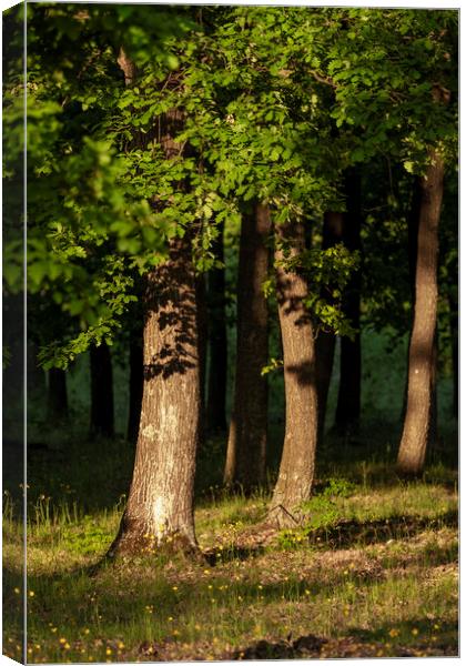 Nice oak forest detail with sunset light Canvas Print by Arpad Radoczy