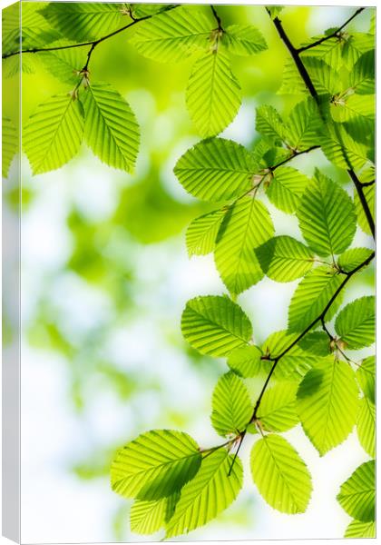Close up of hornbeam leaves at spring Canvas Print by Arpad Radoczy