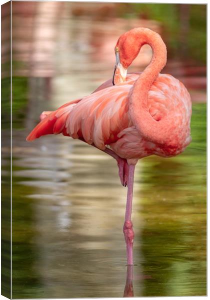 Nice elegant flamingo standing in the water Canvas Print by Arpad Radoczy