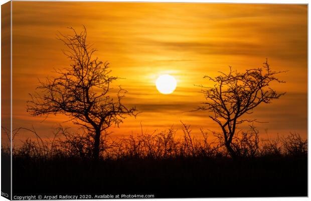 Beautiful sunset landscape with bushes Canvas Print by Arpad Radoczy