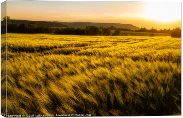 Cereal field in a sunny,windy day Canvas Print by Arpad Radoczy