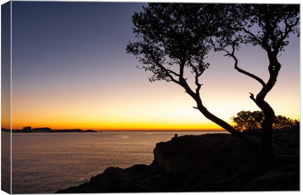 Sunrise scene with pine tree silhouette from Spani Canvas Print by Arpad Radoczy