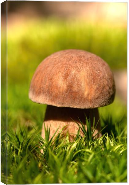 Close up from a edible porcini mushroom Canvas Print by Arpad Radoczy