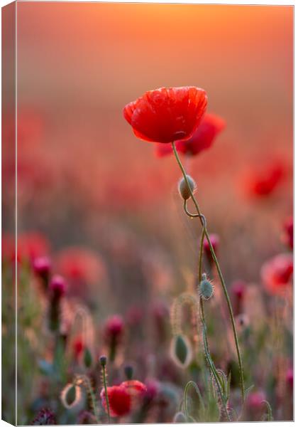 Close up photo from poppy flowers in sunset backlit Canvas Print by Arpad Radoczy