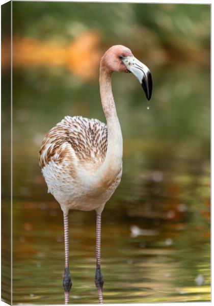 Nice young elegant flamingo standing in the water Canvas Print by Arpad Radoczy