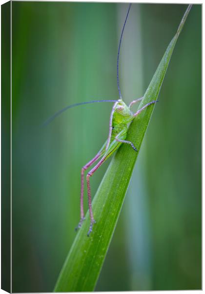 Small green grasshopper on the grass Canvas Print by Arpad Radoczy