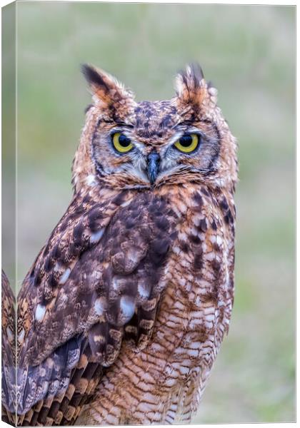 Closeup of Long-eared owl Canvas Print by Arpad Radoczy