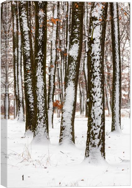 Snowy winter day in oak forest Canvas Print by Arpad Radoczy