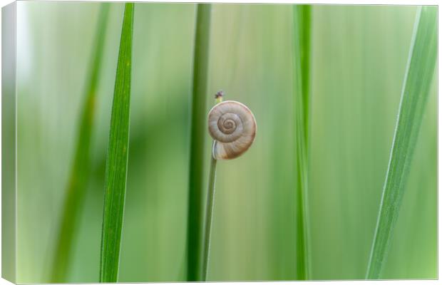 Still life image of a small snail on a blade of gr Canvas Print by Arpad Radoczy