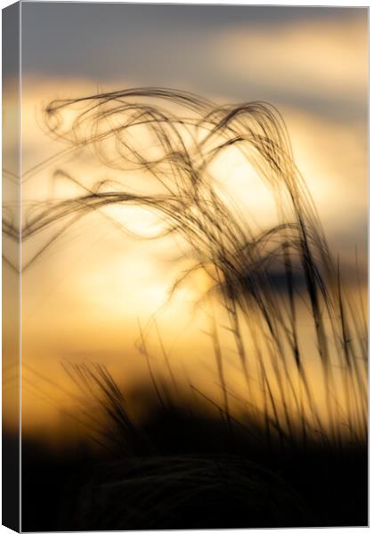Stipa plant in the sunset light Canvas Print by Arpad Radoczy
