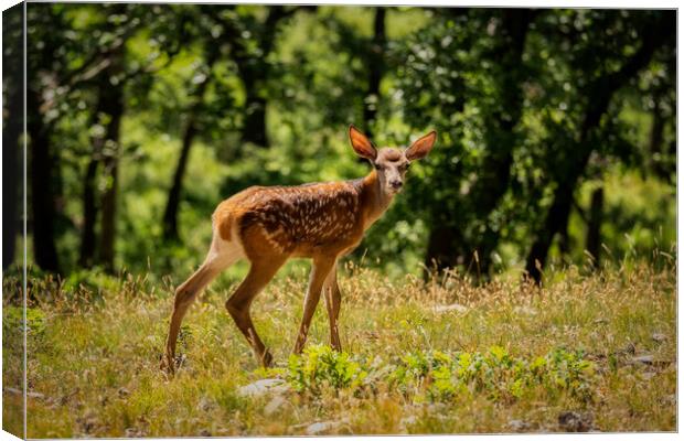 Young fawn in the forest Canvas Print by Arpad Radoczy