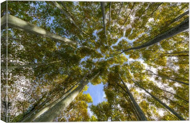 Nice sycamore tree from bottom view Canvas Print by Arpad Radoczy