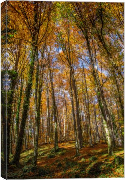 Beech forest in Spain Canvas Print by Arpad Radoczy