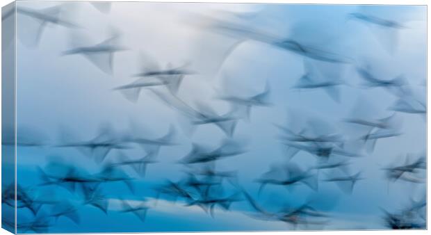 Abstract photo from flying seagulls, long exposure picture Canvas Print by Arpad Radoczy