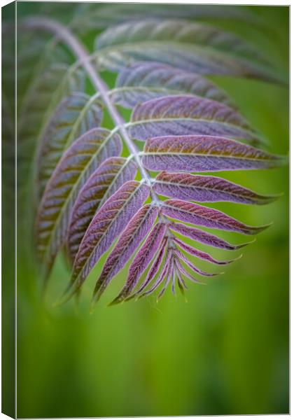 Beautiful ailanthus tree leaves in springtime  Canvas Print by Arpad Radoczy