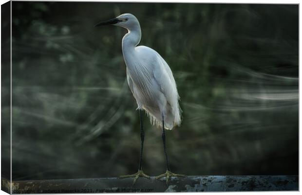 Little Egret Canvas Print by Jadwiga Piasecka