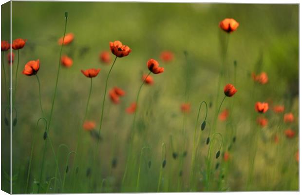 Wild poppies Canvas Print by Dmitriy Sokhin