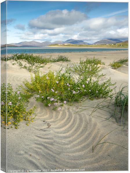 Seilebost sea rocket Canvas Print by Chris Lauder