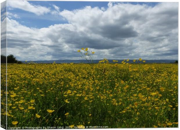 Buttercup Field of Parkgate Canvas Print by Photography by Sharon Long 