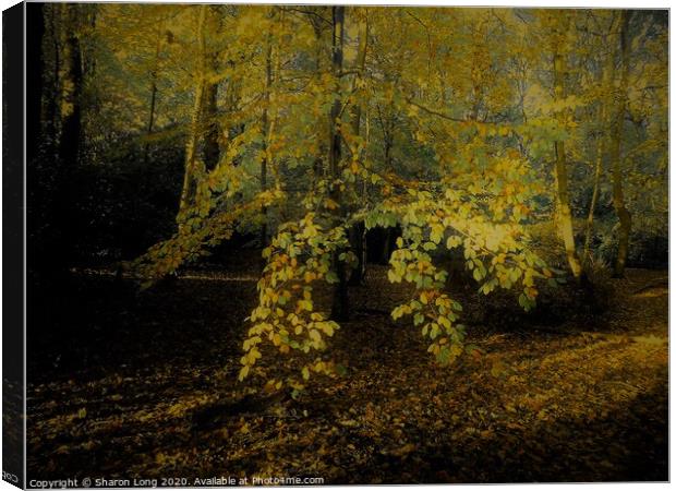 Natures Gold of Eastham Woods Canvas Print by Photography by Sharon Long 