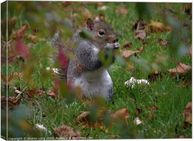 A Squirrel Foraging on an Autumn Lawn Canvas Print by Photography by Sharon Long 