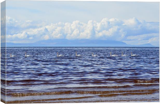 Line of swans in Ayr bay Canvas Print by Allan Durward Photography
